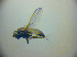  (Ditrichophora fuscella - BC ZSM DIP 02024)  @12 [ ] CreativeCommons - Attribution Non-Commercial Share-Alike (2010) Zoologische Staatssammlung Muenchen SNSB, Zoologische Staatssammlung Muenchen