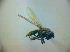  (Ditrichophora calceata - BC ZSM DIP 02025)  @12 [ ] CreativeCommons - Attribution Non-Commercial Share-Alike (2010) Zoologische Staatssammlung Muenchen SNSB, Zoologische Staatssammlung Muenchen