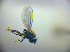  ( - BC ZSM DIP 02033)  @12 [ ] CreativeCommons - Attribution Non-Commercial Share-Alike (2010) Zoologische Staatssammlung Muenchen SNSB, Zoologische Staatssammlung Muenchen