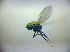  (Ditrichophora palliditarsis - BC ZSM DIP 02034)  @13 [ ] CreativeCommons - Attribution Non-Commercial Share-Alike (2010) Zoologische Staatssammlung Muenchen SNSB, Zoologische Staatssammlung Muenchen