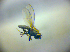  ( - BC ZSM DIP 02039)  @11 [ ] CreativeCommons - Attribution Non-Commercial Share-Alike (2010) Zoologische Staatssammlung Muenchen SNSB, Zoologische Staatssammlung Muenchen