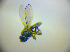  (Polytrichophora - BC ZSM DIP 02042)  @13 [ ] CreativeCommons - Attribution Non-Commercial Share-Alike (2010) Zoologische Staatssammlung Muenchen SNSB, Zoologische Staatssammlung Muenchen