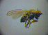  ( - BC ZSM DIP 02046)  @12 [ ] CreativeCommons - Attribution Non-Commercial Share-Alike (2010) Zoologische Staatssammlung Muenchen SNSB, Zoologische Staatssammlung Muenchen