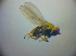  ( - BC ZSM DIP 02047)  @12 [ ] CreativeCommons - Attribution Non-Commercial Share-Alike (2010) Zoologische Staatssammlung Muenchen SNSB, Zoologische Staatssammlung Muenchen