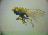  (Glenanthe ripicola - BC ZSM DIP 02048)  @11 [ ] CreativeCommons - Attribution Non-Commercial Share-Alike (2010) Zoologische Staatssammlung Muenchen SNSB, Zoologische Staatssammlung Muenchen