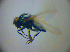  (Athyroglossa ordinata - BC ZSM DIP 02052)  @13 [ ] CreativeCommons - Attribution Non-Commercial Share-Alike (2010) Zoologische Staatssammlung Muenchen SNSB, Zoologische Staatssammlung Muenchen