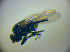  (Athyroglossa flaviventris - BC ZSM DIP 02053)  @11 [ ] CreativeCommons - Attribution Non-Commercial Share-Alike (2010) Zoologische Staatssammlung Muenchen SNSB, Zoologische Staatssammlung Muenchen