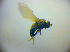  ( - BC ZSM DIP 02076)  @12 [ ] CreativeCommons - Attribution Non-Commercial Share-Alike (2010) Zoologische Staatssammlung Muenchen SNSB, Zoologische Staatssammlung Muenchen