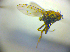  (Notiphila cinerea - BC ZSM DIP 02092)  @13 [ ] CreativeCommons - Attribution Non-Commercial Share-Alike (2010) Zoologische Staatssammlung Muenchen SNSB, Zoologische Staatssammlung Muenchen