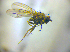  (Notiphila dorsata - BC ZSM DIP 02093)  @12 [ ] CreativeCommons - Attribution Non-Commercial Share-Alike (2010) Zoologische Staatssammlung Muenchen SNSB, Zoologische Staatssammlung Muenchen