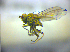  ( - BC ZSM DIP 02094)  @12 [ ] CreativeCommons - Attribution Non-Commercial Share-Alike (2010) Zoologische Staatssammlung Muenchen SNSB, Zoologische Staatssammlung Muenchen