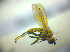  ( - BC ZSM DIP 02105)  @11 [ ] CreativeCommons - Attribution Non-Commercial Share-Alike (2010) Zoologische Staatssammlung Muenchen SNSB, Zoologische Staatssammlung Muenchen