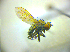  ( - BC ZSM DIP 02110)  @11 [ ] CreativeCommons - Attribution Non-Commercial Share-Alike (2010) Zoologische Staatssammlung Muenchen SNSB, Zoologische Staatssammlung Muenchen