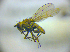  ( - BC ZSM DIP 02111)  @12 [ ] CreativeCommons - Attribution Non-Commercial Share-Alike (2010) Zoologische Staatssammlung Muenchen SNSB, Zoologische Staatssammlung Muenchen