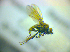  ( - BC ZSM DIP 02114)  @12 [ ] CreativeCommons - Attribution Non-Commercial Share-Alike (2010) Zoologische Staatssammlung Muenchen SNSB, Zoologische Staatssammlung Muenchen