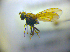  (Notiphila subnigra - BC ZSM DIP 02115)  @12 [ ] CreativeCommons - Attribution Non-Commercial Share-Alike (2010) Zoologische Staatssammlung Muenchen SNSB, Zoologische Staatssammlung Muenchen