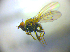  (Notiphila graecula - BC ZSM DIP 02119)  @12 [ ] CreativeCommons - Attribution Non-Commercial Share-Alike (2010) Zoologische Staatssammlung Muenchen SNSB, Zoologische Staatssammlung Muenchen