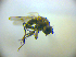  ( - BC ZSM DIP 02139)  @11 [ ] CreativeCommons - Attribution Non-Commercial Share-Alike (2010) Zoologische Staatssammlung Muenchen SNSB, Zoologische Staatssammlung Muenchen