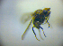  ( - BC ZSM DIP 02140)  @12 [ ] CreativeCommons - Attribution Non-Commercial Share-Alike (2010) Zoologische Staatssammlung Muenchen SNSB, Zoologische Staatssammlung Muenchen