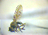  ( - BC ZSM DIP 02154)  @12 [ ] CreativeCommons - Attribution Non-Commercial Share-Alike (2010) Zoologische Staatssammlung Muenchen SNSB, Zoologische Staatssammlung Muenchen