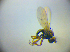  ( - BC ZSM DIP 02166)  @12 [ ] CreativeCommons - Attribution Non-Commercial Share-Alike (2010) Zoologische Staatssammlung Muenchen SNSB, Zoologische Staatssammlung Muenchen