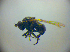 ( - BC ZSM DIP 02187)  @11 [ ] CreativeCommons - Attribution Non-Commercial Share-Alike (2010) Zoologische Staatssammlung Muenchen SNSB, Zoologische Staatssammlung Muenchen