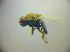  ( - BC ZSM DIP 02193)  @11 [ ] CreativeCommons - Attribution Non-Commercial Share-Alike (2010) Zoologische Staatssammlung Muenchen SNSB, Zoologische Staatssammlung Muenchen