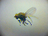  ( - BC ZSM DIP 02195)  @12 [ ] CreativeCommons - Attribution Non-Commercial Share-Alike (2010) Zoologische Staatssammlung Muenchen SNSB, Zoologische Staatssammlung Muenchen