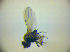  (Allotrichoma filiforme - BC ZSM DIP 02201)  @13 [ ] CreativeCommons - Attribution Non-Commercial Share-Alike (2010) Zoologische Staatssammlung Muenchen SNSB, Zoologische Staatssammlung Muenchen