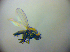  ( - BC ZSM DIP 02202)  @12 [ ] CreativeCommons - Attribution Non-Commercial Share-Alike (2010) Zoologische Staatssammlung Muenchen SNSB, Zoologische Staatssammlung Muenchen
