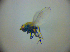  ( - BC ZSM DIP 02203)  @12 [ ] CreativeCommons - Attribution Non-Commercial Share-Alike (2010) Zoologische Staatssammlung Muenchen SNSB, Zoologische Staatssammlung Muenchen