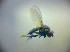  ( - BC ZSM DIP 02204)  @12 [ ] CreativeCommons - Attribution Non-Commercial Share-Alike (2010) Zoologische Staatssammlung Muenchen SNSB, Zoologische Staatssammlung Muenchen
