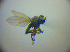  ( - BC ZSM DIP 02212)  @12 [ ] CreativeCommons - Attribution Non-Commercial Share-Alike (2010) Zoologische Staatssammlung Muenchen SNSB, Zoologische Staatssammlung Muenchen