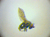  ( - BC ZSM DIP 02213)  @12 [ ] CreativeCommons - Attribution Non-Commercial Share-Alike (2010) Zoologische Staatssammlung Muenchen SNSB, Zoologische Staatssammlung Muenchen