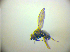  ( - BC ZSM DIP 02214)  @12 [ ] CreativeCommons - Attribution Non-Commercial Share-Alike (2010) Zoologische Staatssammlung Muenchen SNSB, Zoologische Staatssammlung Muenchen