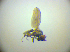  ( - BC ZSM DIP 02215)  @11 [ ] CreativeCommons - Attribution Non-Commercial Share-Alike (2010) Zoologische Staatssammlung Muenchen SNSB, Zoologische Staatssammlung Muenchen