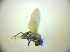  ( - BC ZSM DIP 02216)  @12 [ ] CreativeCommons - Attribution Non-Commercial Share-Alike (2010) Zoologische Staatssammlung Muenchen SNSB, Zoologische Staatssammlung Muenchen