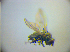  ( - BC ZSM DIP 02217)  @12 [ ] CreativeCommons - Attribution Non-Commercial Share-Alike (2010) Zoologische Staatssammlung Muenchen SNSB, Zoologische Staatssammlung Muenchen