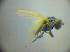  (Schema - BC ZSM DIP 02218)  @12 [ ] CreativeCommons - Attribution Non-Commercial Share-Alike (2010) Zoologische Staatssammlung Muenchen SNSB, Zoologische Staatssammlung Muenchen