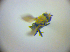  (Schema durrenbergensis - BC ZSM DIP 02219)  @11 [ ] CreativeCommons - Attribution Non-Commercial Share-Alike (2010) Zoologische Staatssammlung Muenchen SNSB, Zoologische Staatssammlung Muenchen