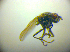  (Pelina norvegica - BC ZSM DIP 02222)  @11 [ ] CreativeCommons - Attribution Non-Commercial Share-Alike (2010) Zoologische Staatssammlung Muenchen SNSB, Zoologische Staatssammlung Muenchen