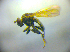  ( - BC ZSM DIP 02224)  @12 [ ] CreativeCommons - Attribution Non-Commercial Share-Alike (2010) Zoologische Staatssammlung Muenchen SNSB, Zoologische Staatssammlung Muenchen