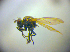  ( - BC ZSM DIP 02225)  @12 [ ] CreativeCommons - Attribution Non-Commercial Share-Alike (2010) Zoologische Staatssammlung Muenchen SNSB, Zoologische Staatssammlung Muenchen
