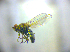  (Pelina aenea - BC ZSM DIP 02231)  @12 [ ] CreativeCommons - Attribution Non-Commercial Share-Alike (2010) Zoologische Staatssammlung Muenchen SNSB, Zoologische Staatssammlung Muenchen