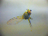  ( - BC ZSM DIP 02232)  @11 [ ] CreativeCommons - Attribution Non-Commercial Share-Alike (2010) Zoologische Staatssammlung Muenchen SNSB, Zoologische Staatssammlung Muenchen
