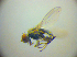  ( - BC ZSM DIP 02237)  @12 [ ] CreativeCommons - Attribution Non-Commercial Share-Alike (2010) Zoologische Staatssammlung Muenchen SNSB, Zoologische Staatssammlung Muenchen
