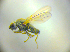  ( - BC ZSM DIP 02253)  @11 [ ] CreativeCommons - Attribution Non-Commercial Share-Alike (2010) Zoologische Staatssammlung Muenchen SNSB, Zoologische Staatssammlung Muenchen