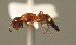  (Colobopsis truncata - BC ZSM HYM 00306)  @13 [ ] CreativeCommons - Attribution Non-Commercial Share-Alike (2010) Unspecified SNSB, Zoologische Staatssammlung Muenchen
