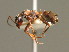  ( - BC ZSM HYM 00325)  @11 [ ] CreativeCommons - Attribution Non-Commercial Share-Alike (2010) Unspecified SNSB, Zoologische Staatssammlung Muenchen