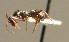  ( - BC ZSM HYM 00331)  @13 [ ] CreativeCommons - Attribution Non-Commercial Share-Alike (2010) Unspecified SNSB, Zoologische Staatssammlung Muenchen